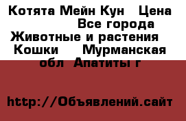 Котята Мейн Кун › Цена ­ 15 000 - Все города Животные и растения » Кошки   . Мурманская обл.,Апатиты г.